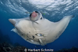 Manta ray with an "Outch "   Julian Rock _ Byron Bay by Herbert Schmitz 